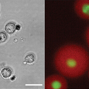 Mechanoactivation of Single Stem Cells in Microgels Using a 3D-Printed Stimulation Device